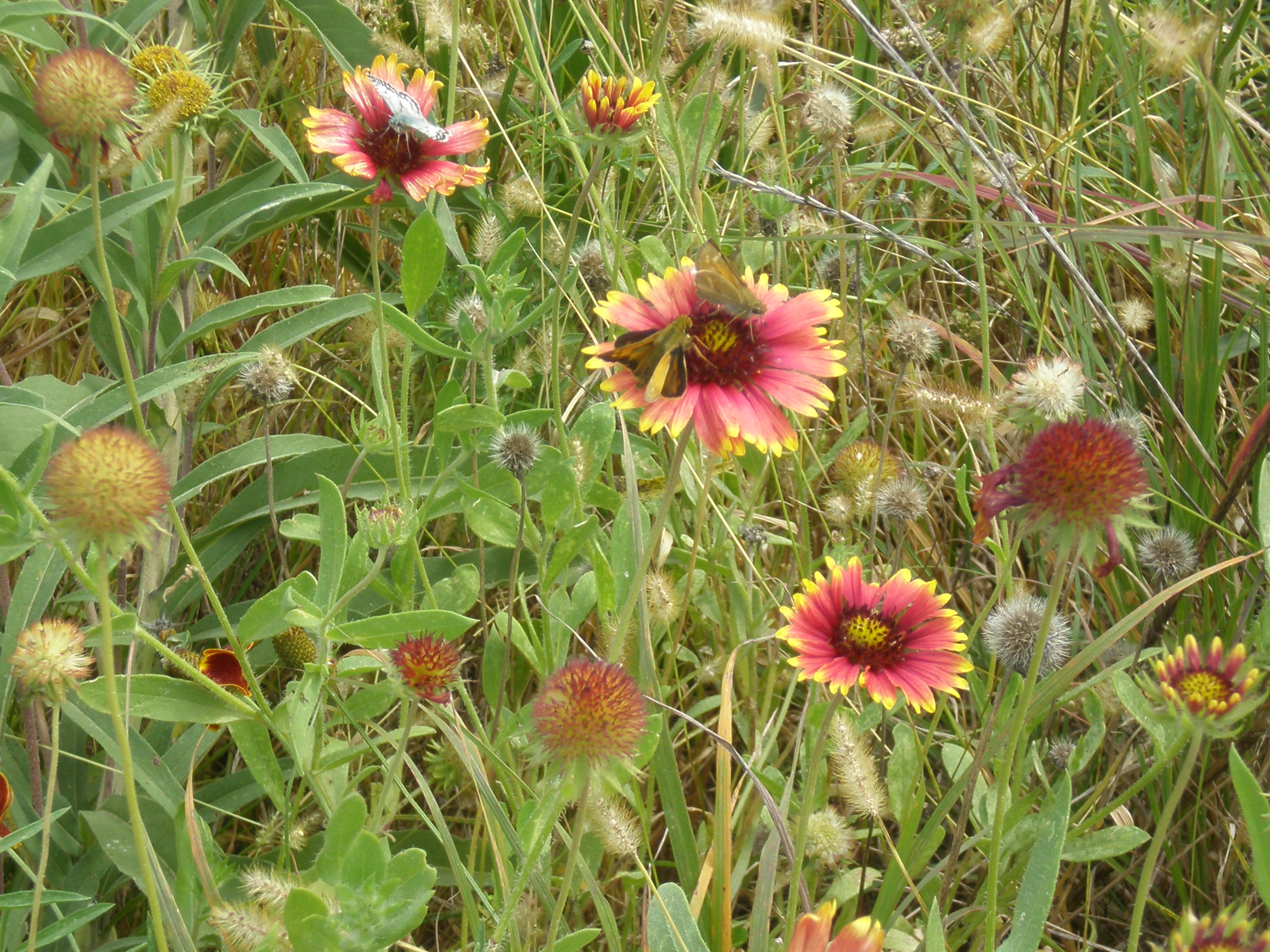 Moths on Gaillardia. Courtesy of Pat Sward, NDOT.