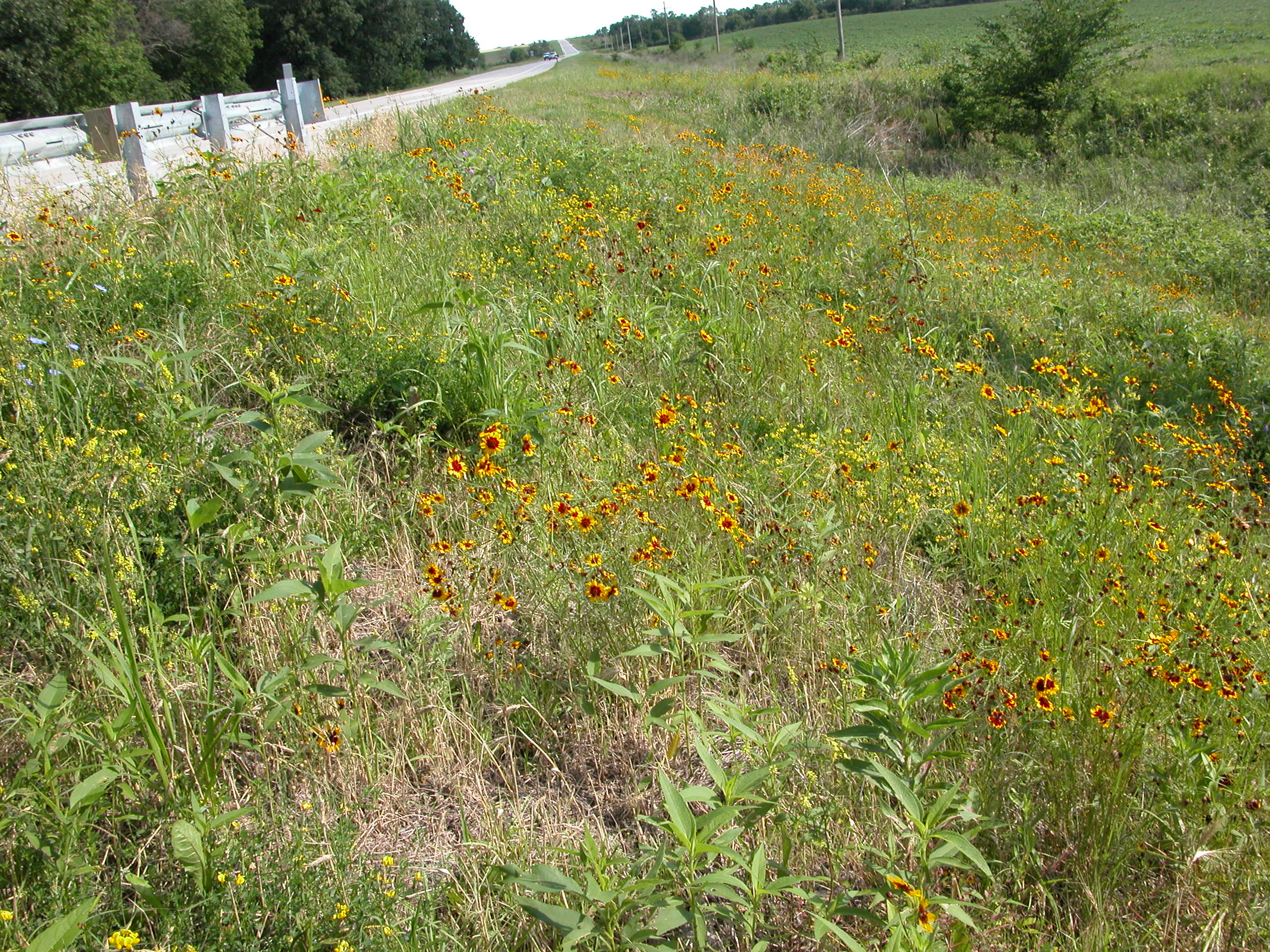 Flowery roadside. Courtesy of Carol Wienhold, NDOT.